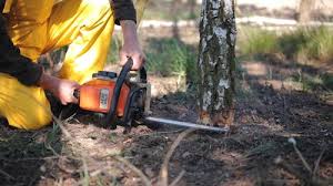 How Our Tree Care Process Works  in  Fort Branch, IN