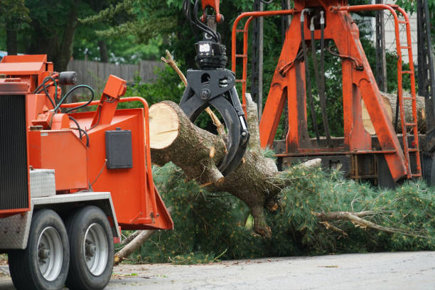 Trusted Fort Branch, IN Tree Services Experts